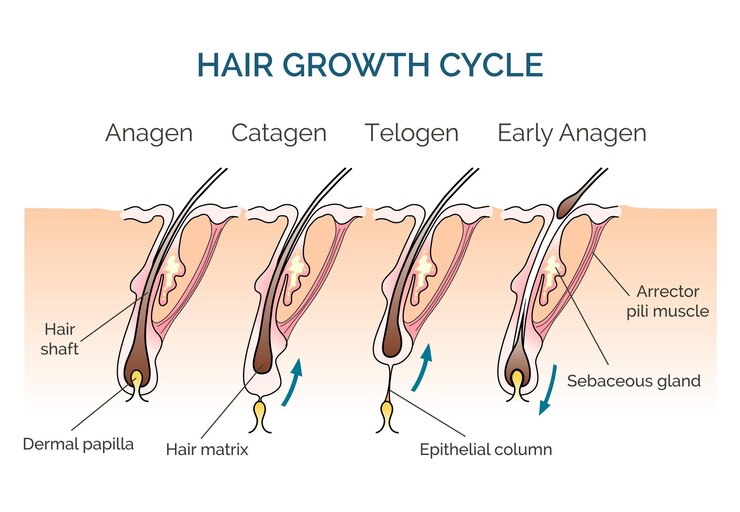 Hair growth cycle 