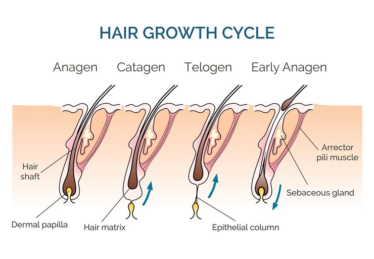  Hair Growth cycle